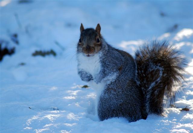 Snowy squirrel Snowy squirrel